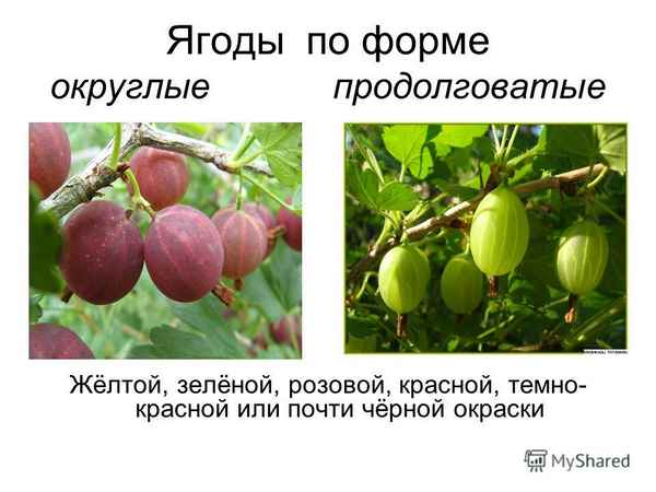 Крыжовник Краснославянский: хаpaктеристика, особенности выращивания и размножения