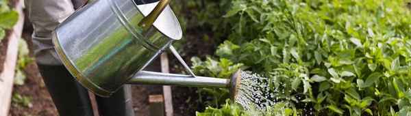 Мифы о плодовых культурах, которые давно пора развенчать