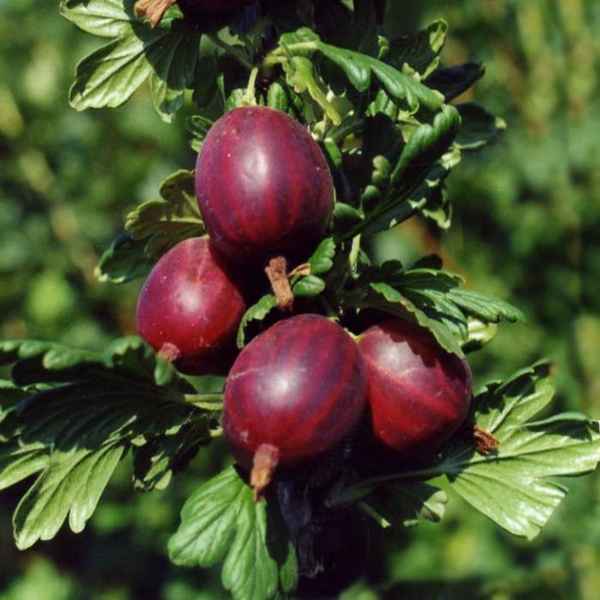 Поздний тёмно-красный крыжовник Черномор: внешний вид и основные хаpaктеристики