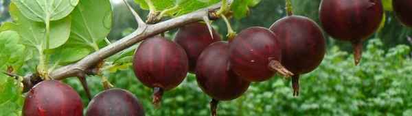 Крыжовник сорта Сириус: внешний вид и основные хаpaктеристики