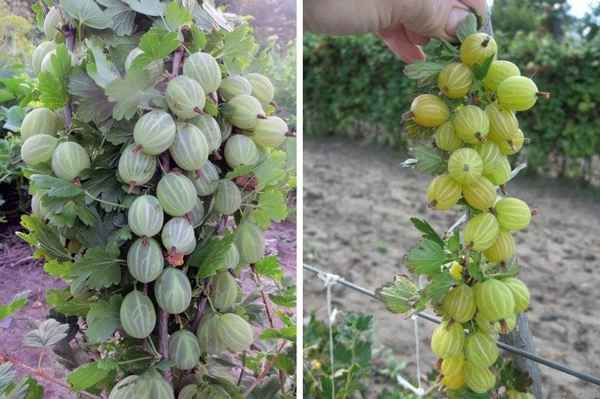 Сорт крыжовника Розовый 2: основные хаpaктеристики, особенности агротехники