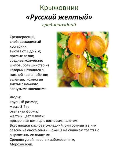 Крыжовник Русский жёлтый: основные хаpaктеристики и описание сорта