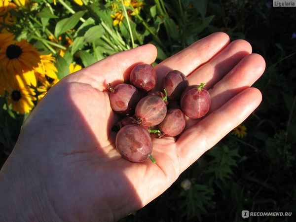 Слабошиповатый крыжовник сорта Сеянец Лефора: внешний вид, описание