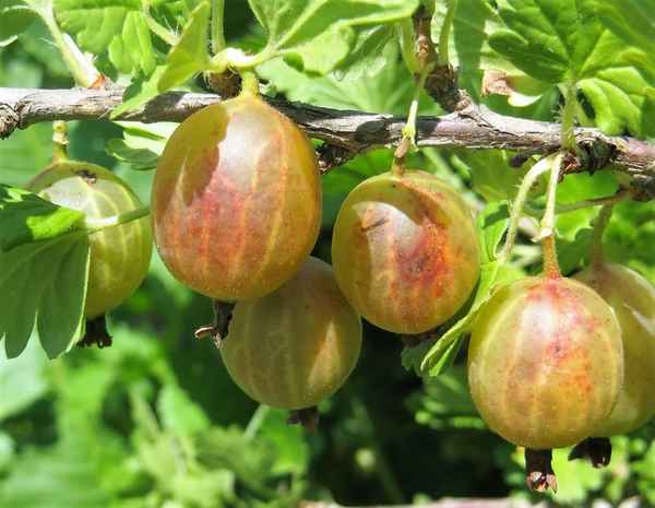 Крыжовник Юбилейный: основные хаpaктеристики и внешний вид сорта