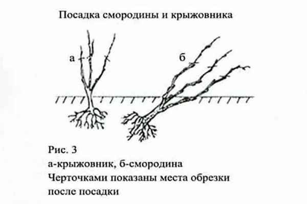 Когда начинает плодоносить крыжовник после посадки саженцев, сколько живёт куст крыжовника