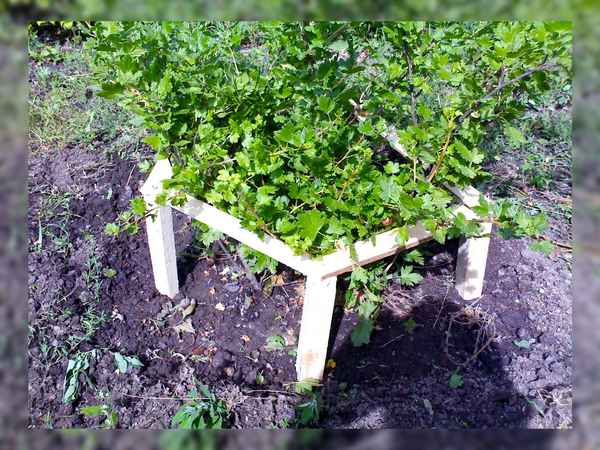 Как сделать подвязку, подставку под смородину и крыжовник