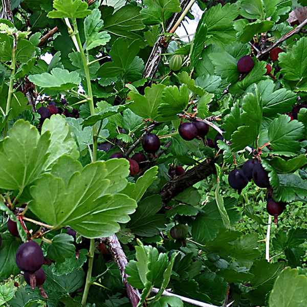 Крыжовник Чёрный Негус — хаpaктеристики и внешний вид сорта