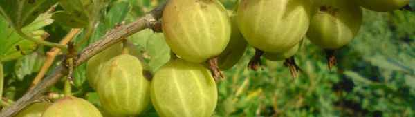 Крыжовник Уральский бесшипный: внешний вид, достоинства и недостатки