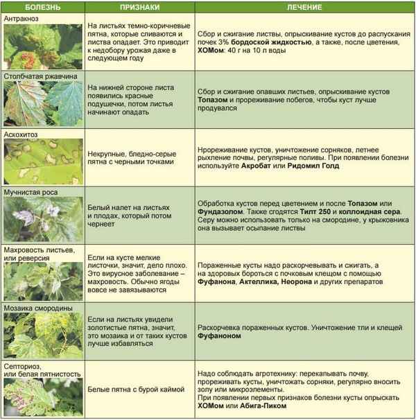 Вегетативный период крыжовника: что это такое, фото цветения