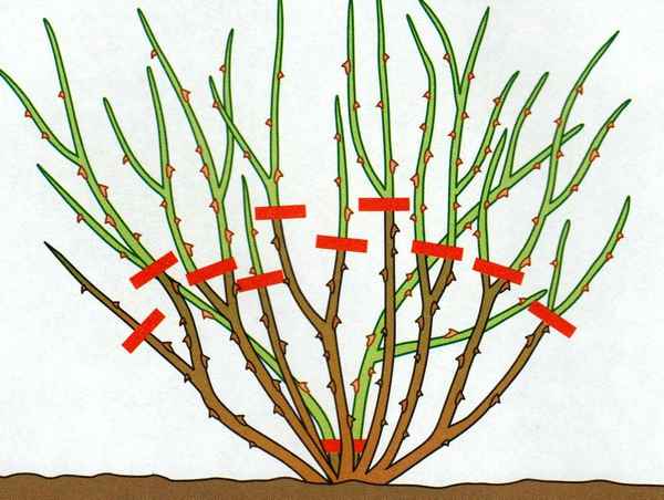 Как правильно обрезать крыжовник: весной или осенью, секреты обрезки