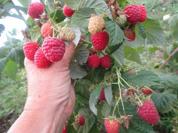 Малина Химбо Топ — ремонтантный сорт, особенности