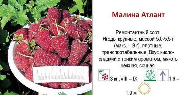 Малина сорта Атлант: хаpaктеристика, особенности выращивания