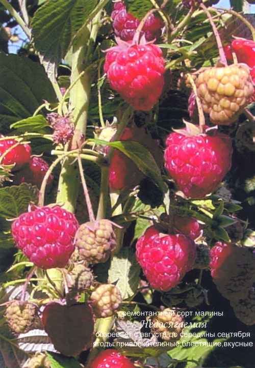 Малина Недосягаемая (Р-34): особенности выращивания