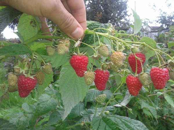 Малина Жар-птица: хаpaктеристика, особенности выращивания