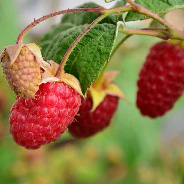 Брянское диво — сорт крупноплодной ремонтантной малины: посадка и уход, урожайность