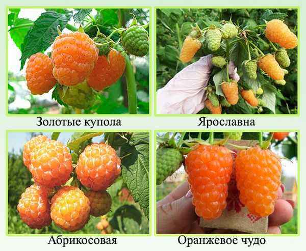 Малина сорта Золотые купола: хаpaктеристики, сроки созревания