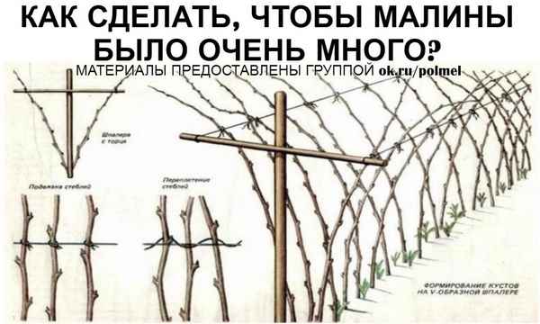 Подвязка малины, зачем нужна, сроки, как правильно