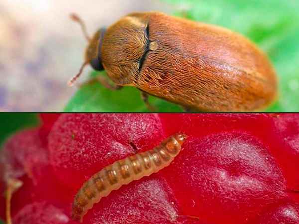 Малинный жук: внешний вид вредителя и методы борьбы