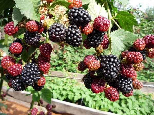 Выращивание ежемалины