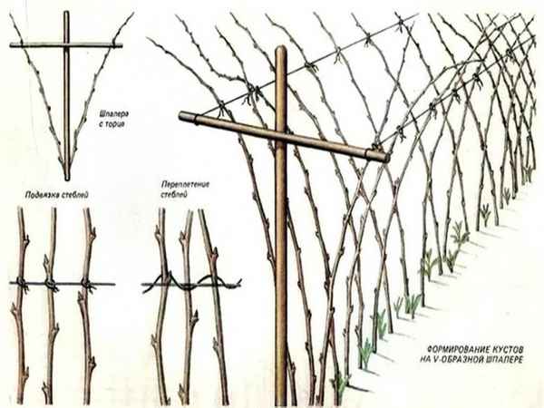 Шпалера для малины в домашних условиях: виды и способы изготовления