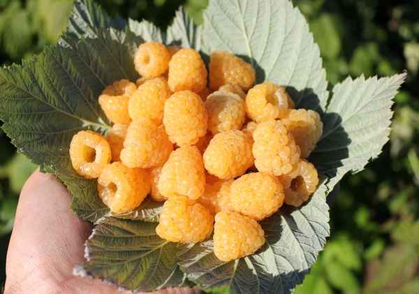 Малина Порана роса (Утренняя роса): плюсы и минусы сорта, правила ухода