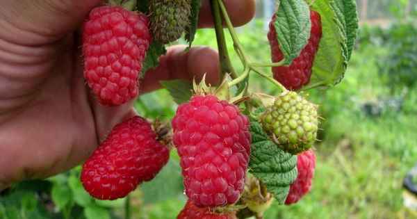 Малина Геpaкл — крупноплодная ремонтантная: описание сорта, уход, урожайность