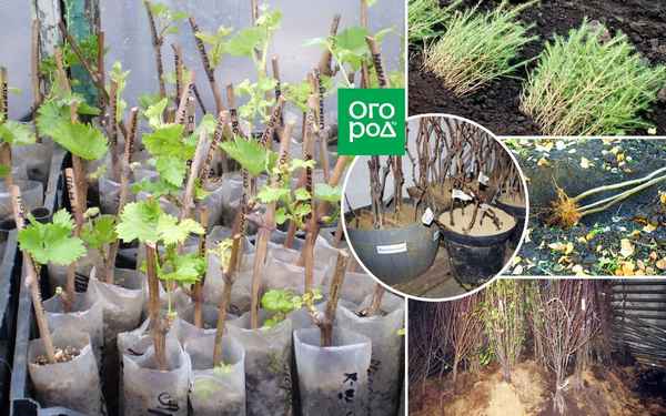 Правильное хранение рассады малины до весны в домашних условиях