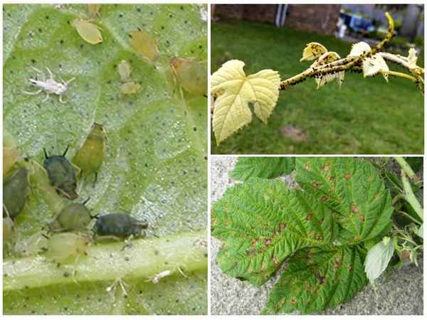 Что такое галлица на малине: фото вредителя, способы избавления