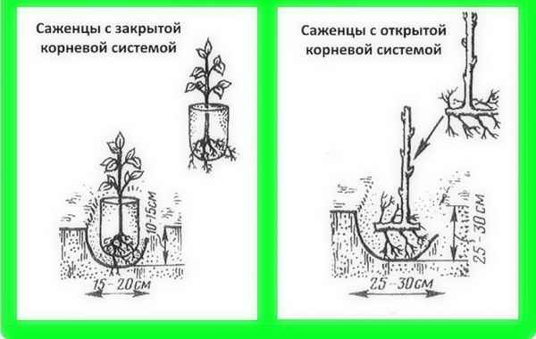 Как сажать ремонтантную малину осенью