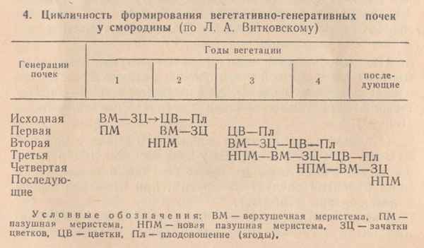 Вегетационный период смородины