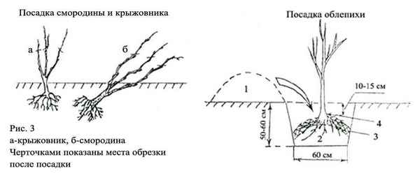 Правила пересадки смородины весной