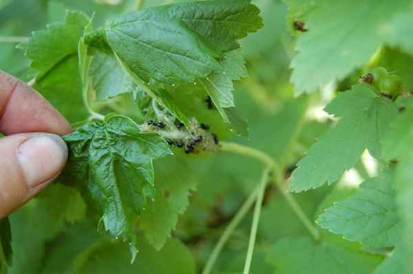 Как избавиться от тли на смородине