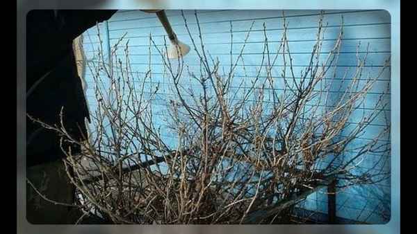 Как и когда поливать смородину весной