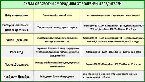 Обработка смородины весной от болезней и вредителей медным купоросом