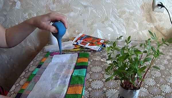 Выращивания рассады бархатцев без земли