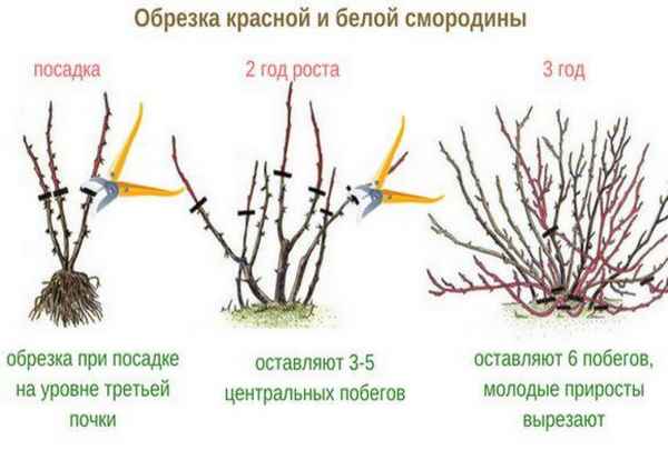 Когда и как обрезать красную смородину: инструкция для начинающих