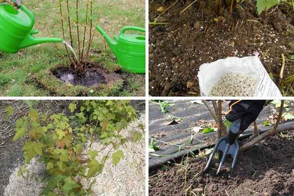 Подкормка и удобрение смородины на зиму