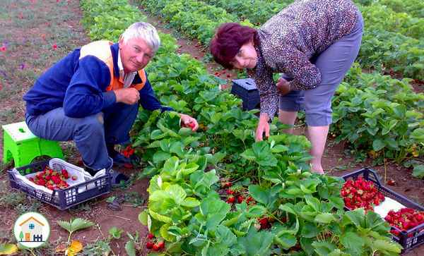 Урожайность клубники с одной сотки и с одного гектара