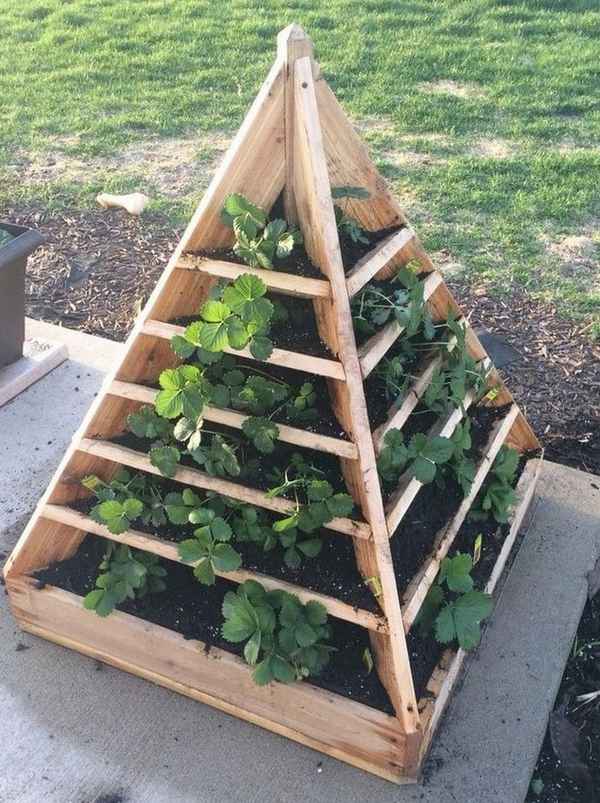 Клубника в пирамидах: плюсы и минусы выращивания