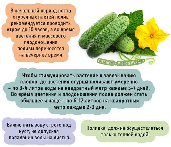 Способы повышения урожайности огурцов