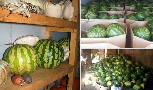 Особенности хранения арбузов в домашних условиях на зиму
