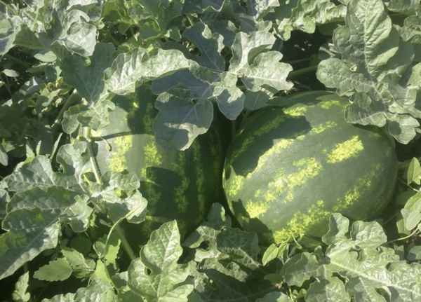 Особенности посадки и ухода за арбузом Каристан F1