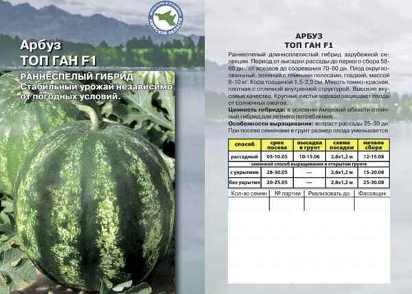 Особенности выращивания и ухода за арбузом Топ Ган