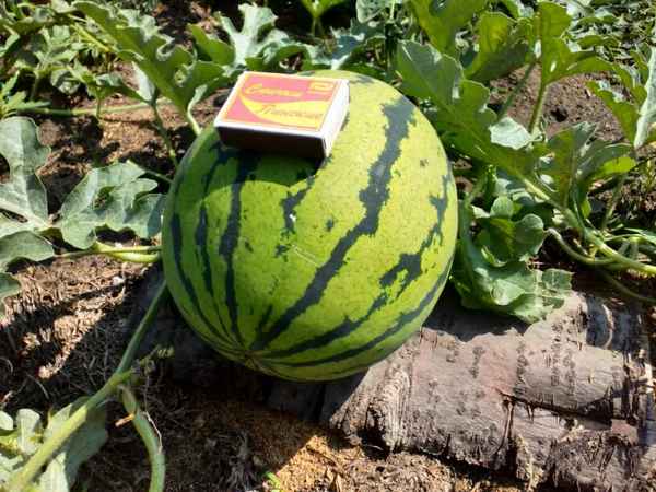 Особенности выращивания и ухода за арбузом Бедуин F1