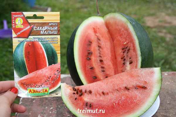 Особенности посадки и ухода за арбузом Сахарный малыш