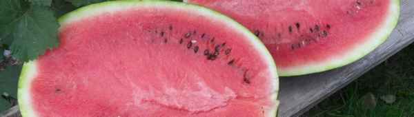 Особенности выращивания и ухода за арбузом Икар