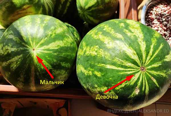 Чем отличается арбуз «мальчик» от арбуза «дeвoчки»
