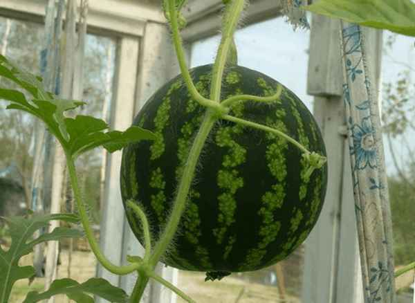 Особенности выращивания арбузов дома