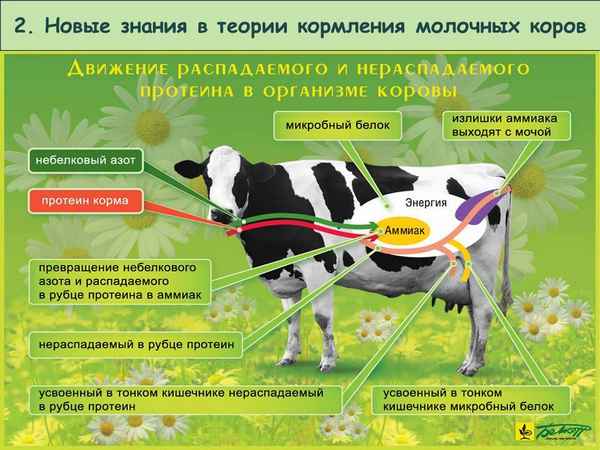 Как правильно кормить корову молочного направления