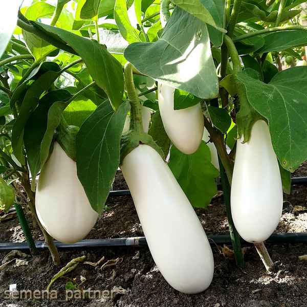 Гибриды белых баклажанов